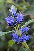 CARYOPTERIS CLANDONENSIS HEAVENLY BLUE