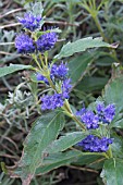 CARYOPTERIS CLANDONENSIS HEAVENLY BLUE