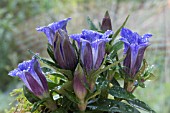 GENTIANA PNEUMONANTHE.ENCIA PRINCESS