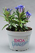 GENTIANA PNEUMONANTHE.ENCIA PRINCESS