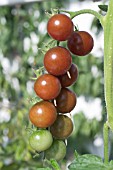 LYCOPERSICON ESCULENTUM BROWN BETTY, TOMATO