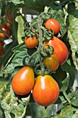 LYCOPERSICON ESCULENTUM RED FIG, TOMATO