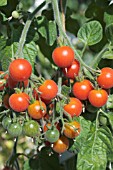 LYCOPERSICON ESCULENTUM VELVET RED, TOMATO