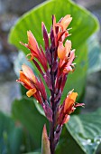 CANNA INDICA