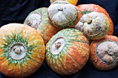 CUCURBITA PEPO TURKS TURBAN