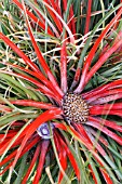 FASCICULARIA BICOLOR