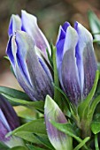 GENTIANA PNEUMONANTHE ENCIA PRINCESS