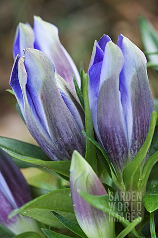 GENTIANA_PNEUMONANTHE_ENCIA_PRINCESS