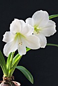 HIPPEASTRUM WHITE DAZZLER