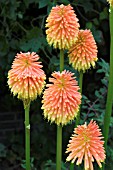 KNIPHOFIA ROOPERI