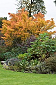 ACER, BERBERIS & MELIANTHUS