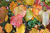 CERCIS CANADENSIS FOREST PANSY