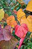 CERCIS CANADENSIS FOREST PANSY