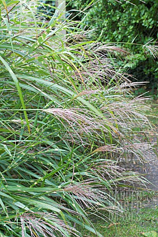 MISCANTHUS_ZEBRINUS