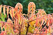 RHUS TYPHINA TIGER EYES (BAILTIGER)