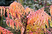 RHUS TYPHINA TIGER EYES (BAILTIGER)