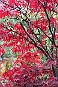 ACER PALMATUM HEPTALOBUM GROUP