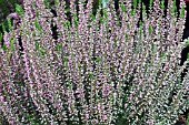 CALLUNA VULGARIS LARISSA