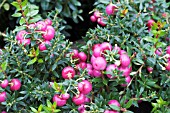 GAULTHERIA MUCRONATA PINK PEARL