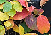 HAMAMELIS ORANGE BEAUTY