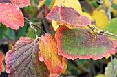 HAMAMELIS RUBY GLOW