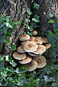 PHOLIOTA SQUARROSA, AT BASE OF WILLOW TREE