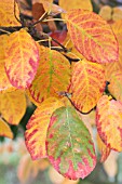 AMELANCHIER LAMARKII