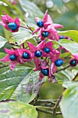 CLERODENDRUM TRICHOTOMUM