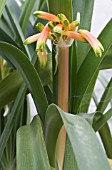 CLIVIA NOBLIS