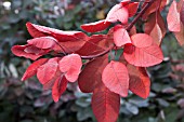 COTINUS COGGYGRIA ROYAL PURPLE