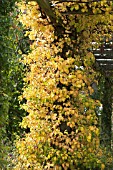 HYDRANGEA PETIOLARIS, AUTUMN COLOUR