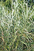 ARUNDO DONAX VAR VERSICOLOR