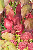 CORNUS SIBERICA & SEDUM SPECTABILE