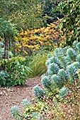 EUPHORBIA CHARACIAS & RHUS TYPHINA VAR DISSECTA