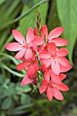 SCHIZOSTYLIS COCCINEA