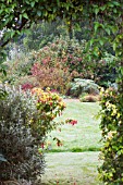 SENECIO, FUCHSIA & VIBURNUM