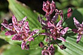 TRICYRTIS FORMOSA