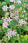 TRICYRTIS HIRTA