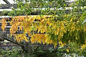 WISTERIA FLORIBUNDA MULTIJUGA