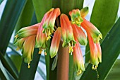 CLIVIA GARDENII