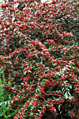 COTONEASTER X WATERERI