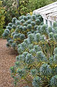 EUPHORBIA CHARACIAS