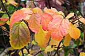 FOTHERGILLA MAJOR