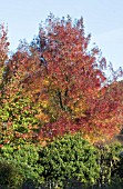 FRAXINUS ANGUSTIFOLIA RAYWOOD