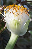 HAEMANTHUS ALBIFLOS