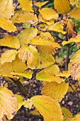 HAMAMELIS MOLLIS