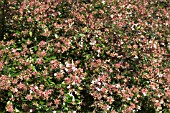 ABELIA CHINENSIS