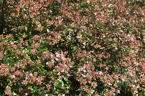 ABELIA_CHINENSIS