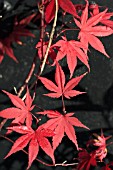 ACER PALMATUM SHINDESHOJO