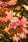 ACER SHIRASAWANUM AUREUM